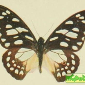 Amauris hyalites