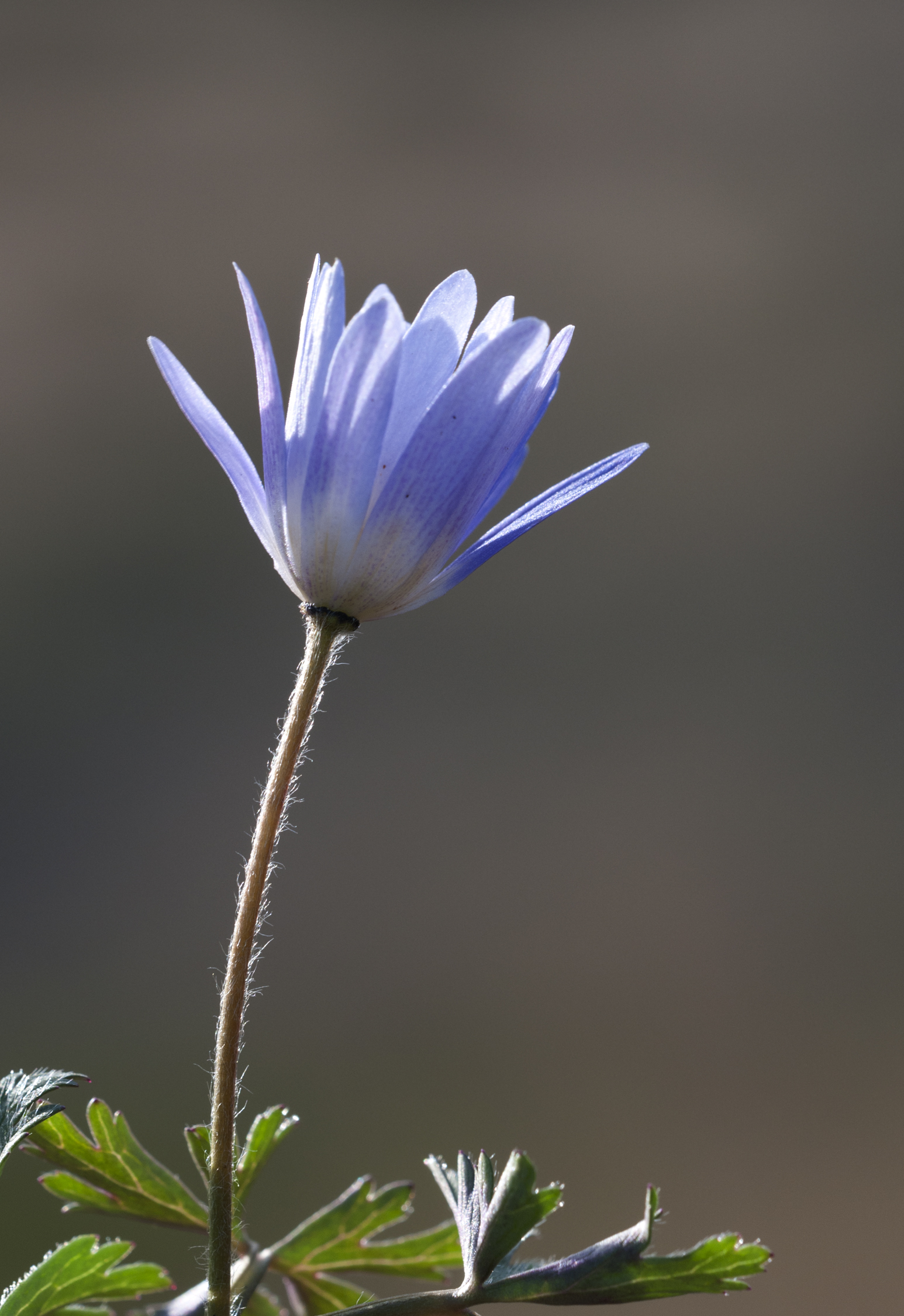 Anemone (ВЕТРЕНИЦА)