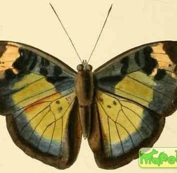 Bebearia eliensis