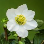 Helleborus (МОРОЗНИК)