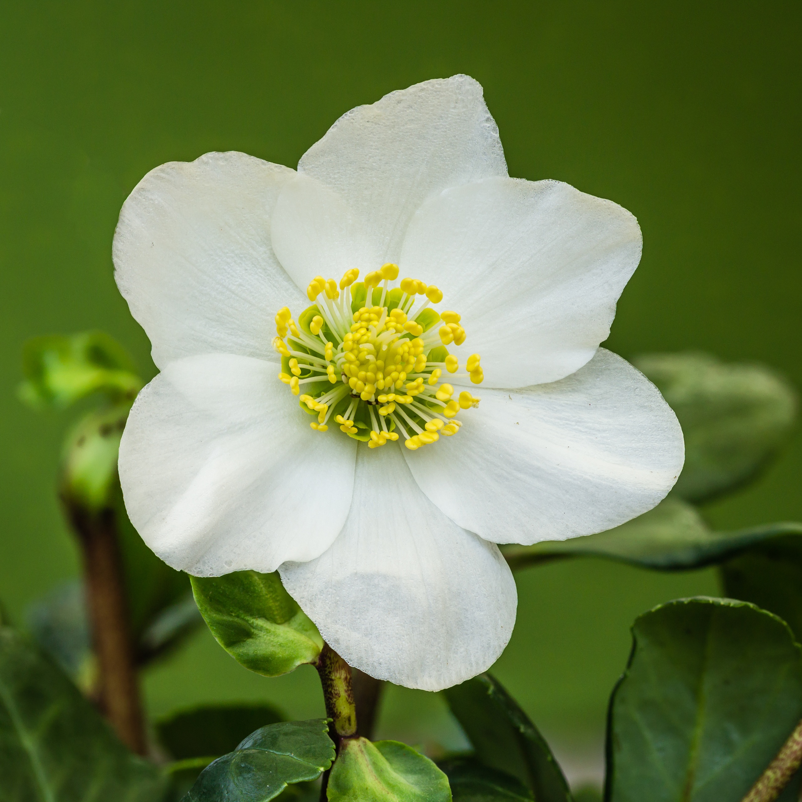 Helleborus (МОРОЗНИК)