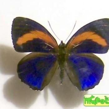 Callicore excelsior