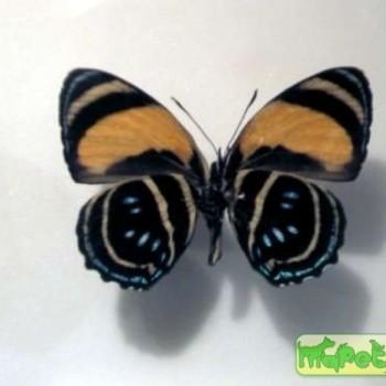 Callicore lyca