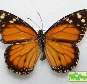 danaus cleophile