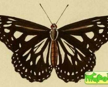 danaus ismare