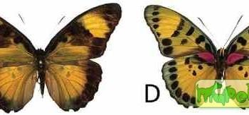 Euphaedra cyparissa
