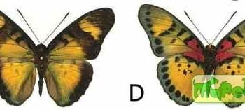 Euphaedra sarcoptera