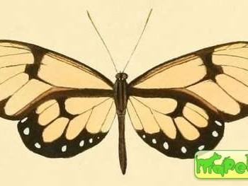 Godyris cleomella