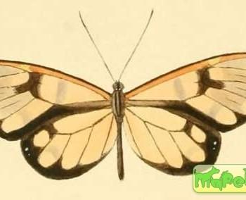 Greta theudelinda