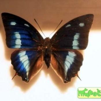 Polygrapha cyanea