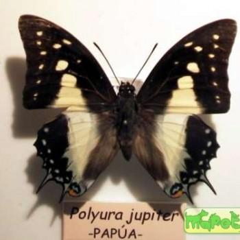 Polyura jupiter