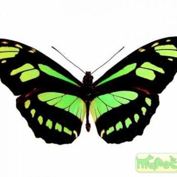 Philaethria constantinoi