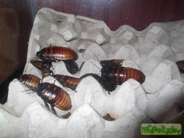 Gromphadorrhina portentosa