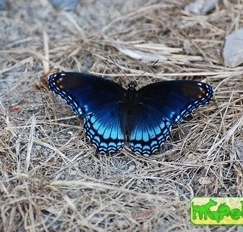 Limenitis arthemis