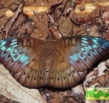 Euthalia merta