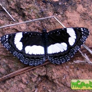 Neptis laeta