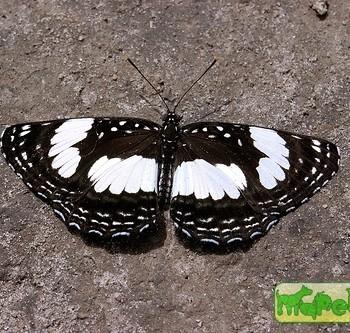 Neptis morosa