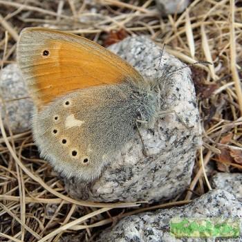 Coenonympha rhodopensis