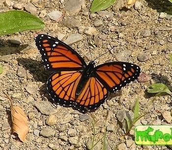 Limenitis archippus