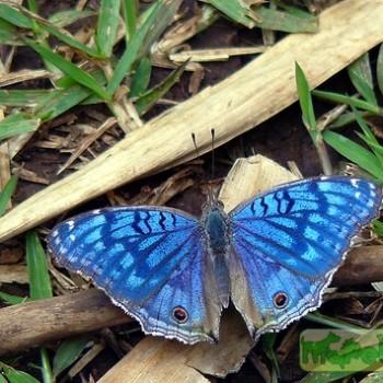 Junonia rhadama
