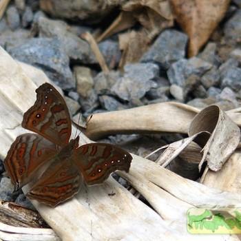 Junonia goudoti