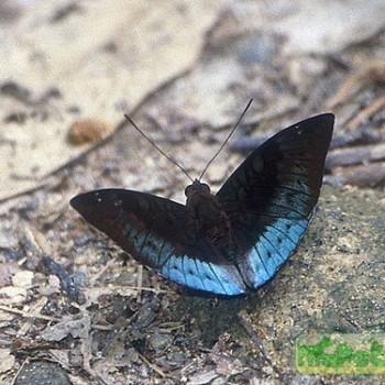 Euthalia telchinia