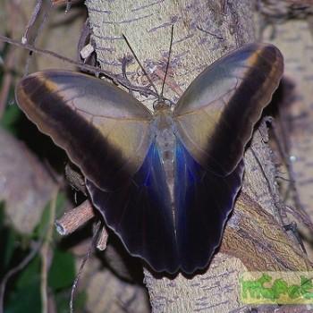 Caligo telamonius