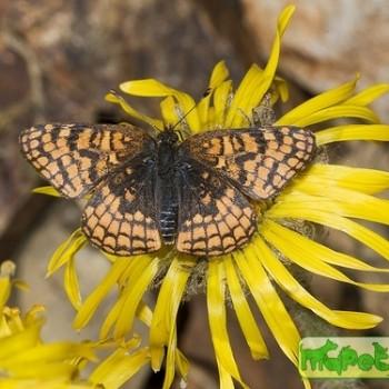 Chlosyne whitneyi