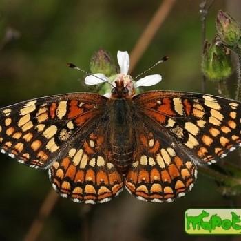 Chlosyne gabbii