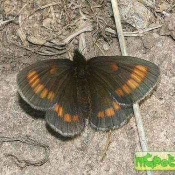 Erebia pawlowskii