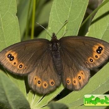 erebia epipsodea