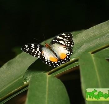 Cymothoe beckeri