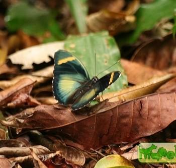 Euphaedra rezia