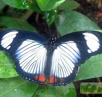 Hypolimnas usambara
