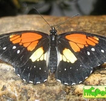 Chlosyne gaudialis