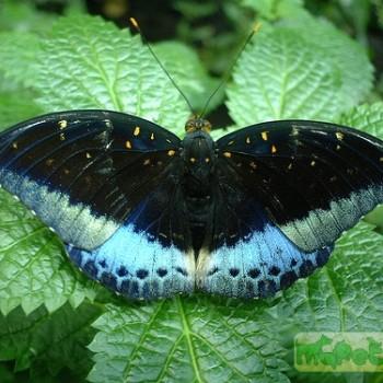 Lexias pardalis