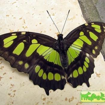 Siproeta stelenes