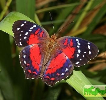 Anartia amathea