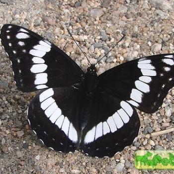 Limenitis weidemeyerii