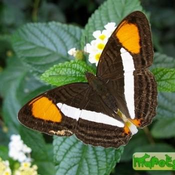 Adelpha hyas