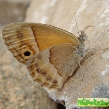 Coenonympha saadi