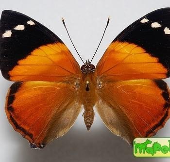Smyrna blomfildia