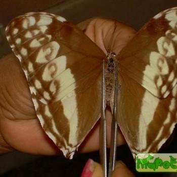Morpho marcus