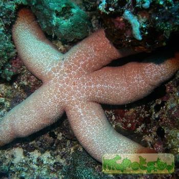 Самая крупная морская звезда