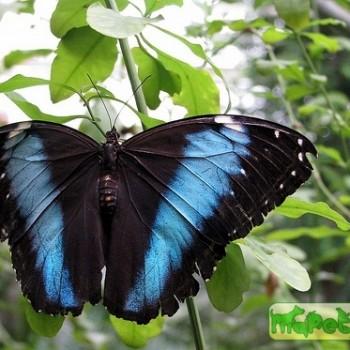 Morpho richardus