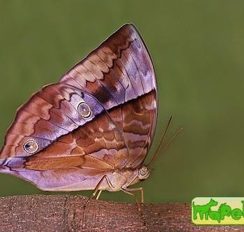 Zeuxidia amethystus
