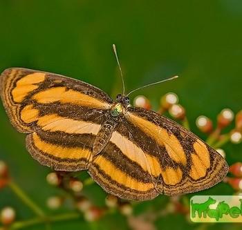Pantoporia paraka