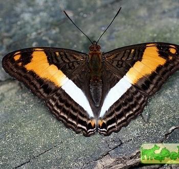 Adelpha malea