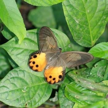 Pierella hyceta