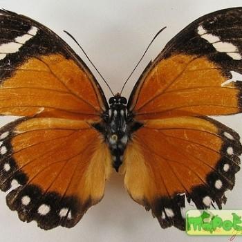 Euphaedra eleus
